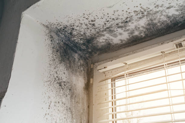 Affordable Attic Mold Remediation solutions in Belmont, VA